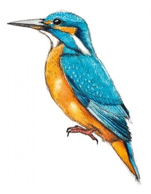 6-arv-nwsbr-jrr-ijsvogel-07-2022