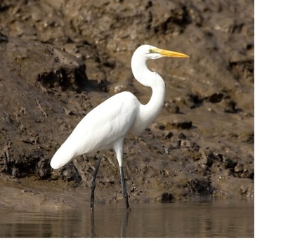 9-arv-boot-met-name-vogel-nwsbr-0422-n