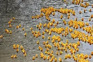 duckrace